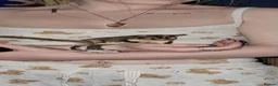 Sugar Glider rodents for sale: 2 male sugar gliders in Newtownabbey - Advert 1
