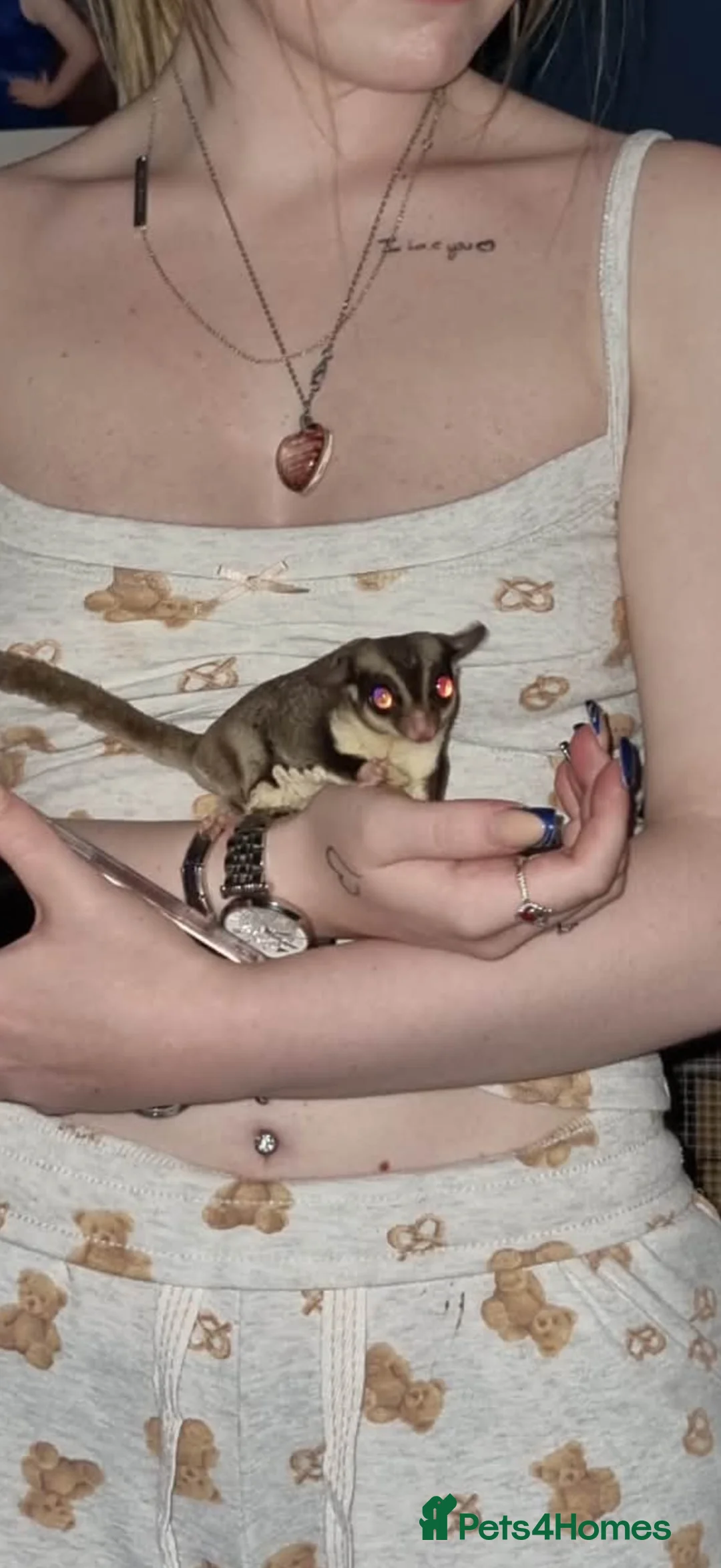 Sugar Glider rodents for sale: 2 male sugar gliders in Newtownabbey - Advert 1
