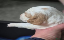 Sprocker dogs for sale: Sprockers - Image 4