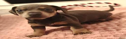 Miniature Dachshund dogs for sale: Beautiful miniature dachshund puppies  in Liverpool - Advert 13