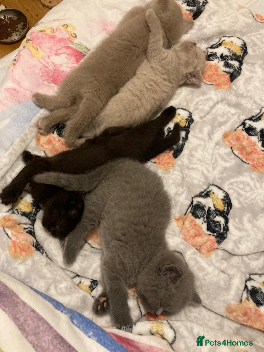 British Shorthair cats for sale: My Gorgeous kittens 😻looking for new home❤️ - Advert 6