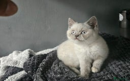 British Shorthair cats for sale: British Shorthair Kittens in Bradford - Image 23