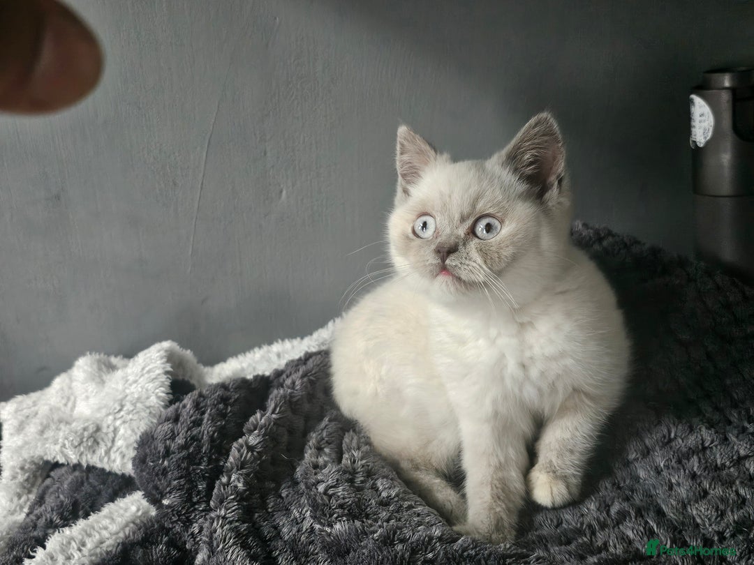 British Shorthair cats for sale: British Shorthair Kittens in Bradford - Image 23