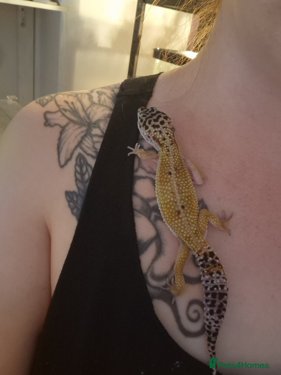 Leopard Gecko reptiles for sale: Female leopard gecko and viv - Advert 3