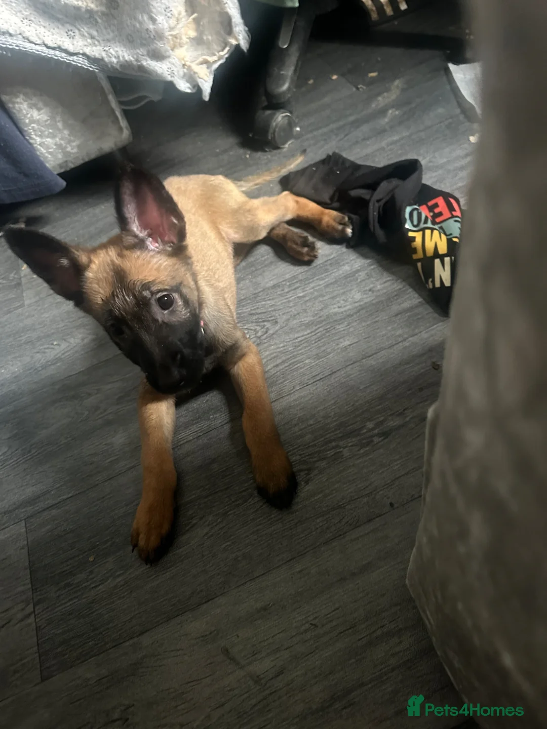 Belgian Shepherd Dog dogs for sale: Puppies for sale - Advert 2