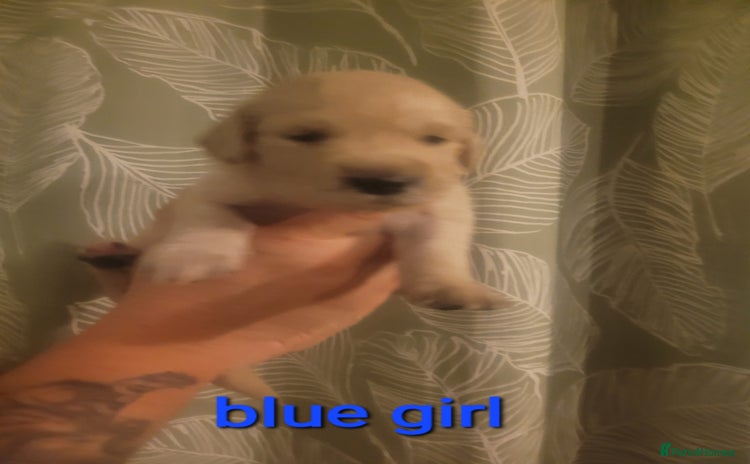 Golden Retriever dogs Beautiful golden retriever puppies - Advert 16