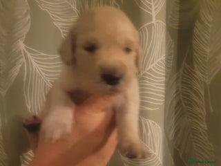 Golden Retriever dogs Beautiful golden retriever puppies - Advert 2