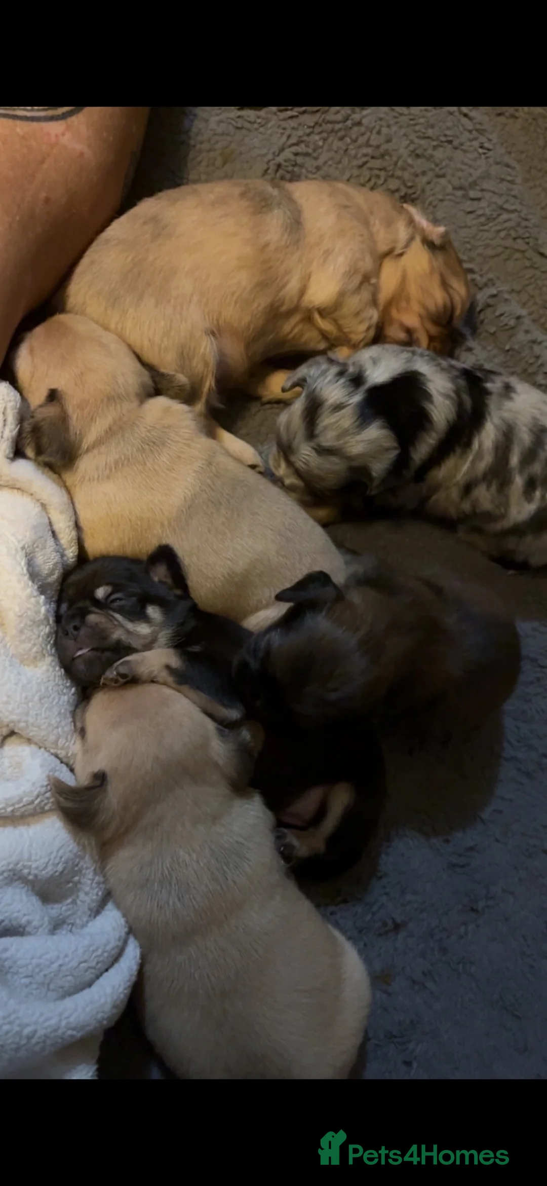 Mixed Breed dogs for sale: Pug/frenchie mixed breed puppies - Advert 1