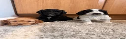 Cockapoo dogs for sale: 🏡Ready to leave cockerpoos 🐶🏡 in Marlborough - Advert 12