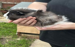 Guinea Pig rodents for sale: Male guinea pig  - Image 6