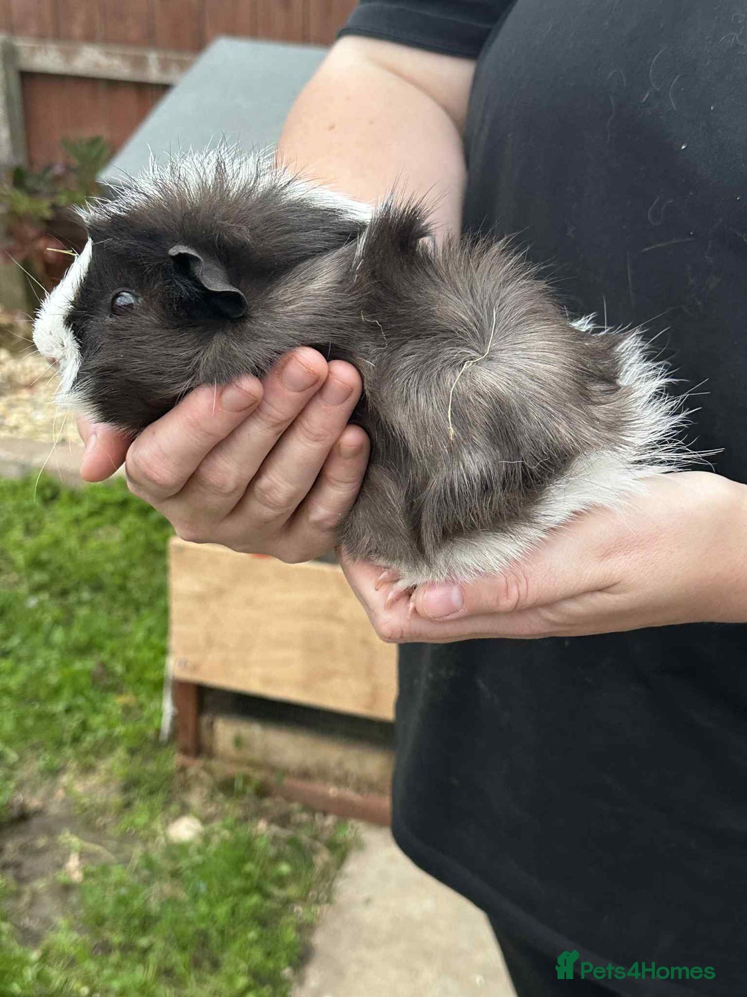 Guinea Pig rodents for sale: Male guinea pig  - Image 6