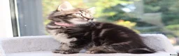 Mixed Breed cats for sale: Tabby Kittens Ready SOON - Advert 4