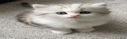 Persian cats for sale: Cute Persian kitten (last one left) in Bradford - Advert 8