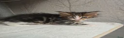 Maine Coon cats for sale: Beautiful Maine Coon Kittens Amazing Lines - Advert 5