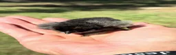 Chickens poultry for sale: Two black 1 week old silkie chicks - Advert 1