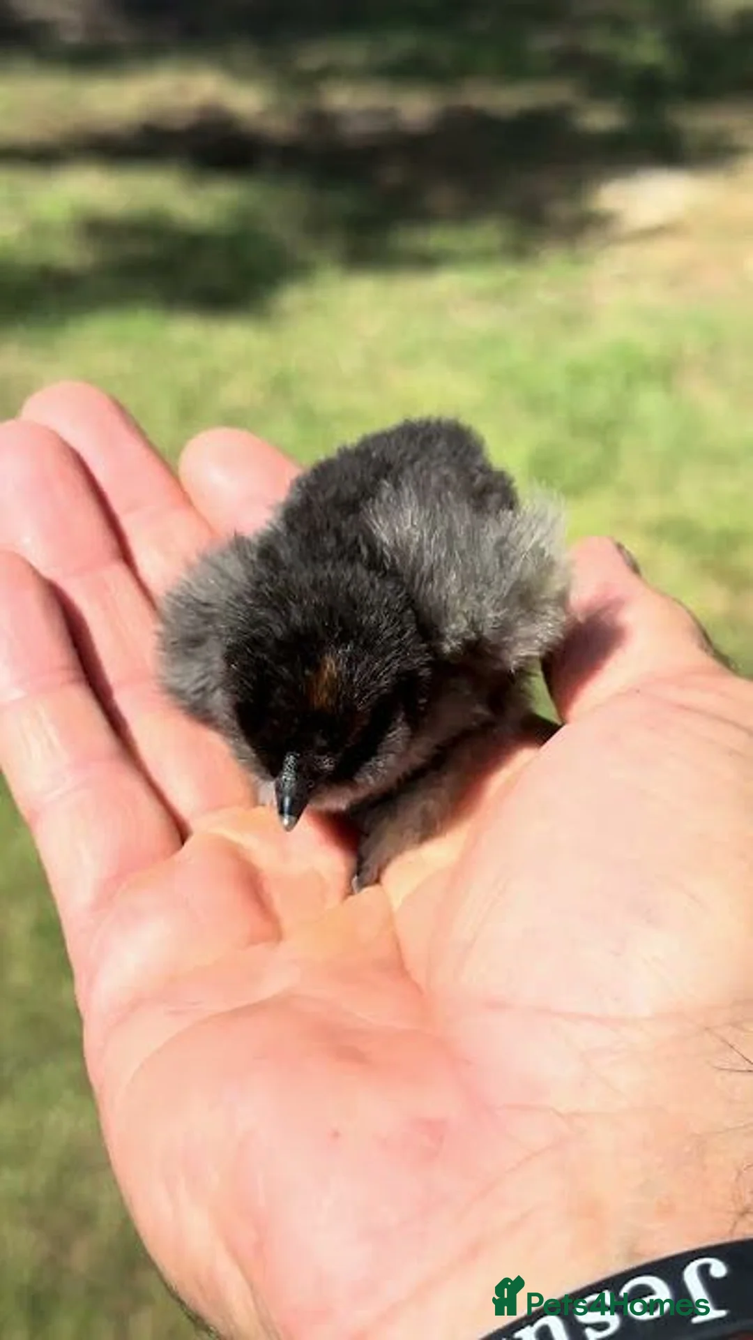 Chickens poultry for sale: Two black 1 week old silkie chicks - Advert 1