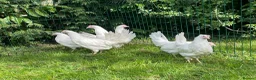 Chickens poultry for sale: Chickens Point of lay hens - Advert 3