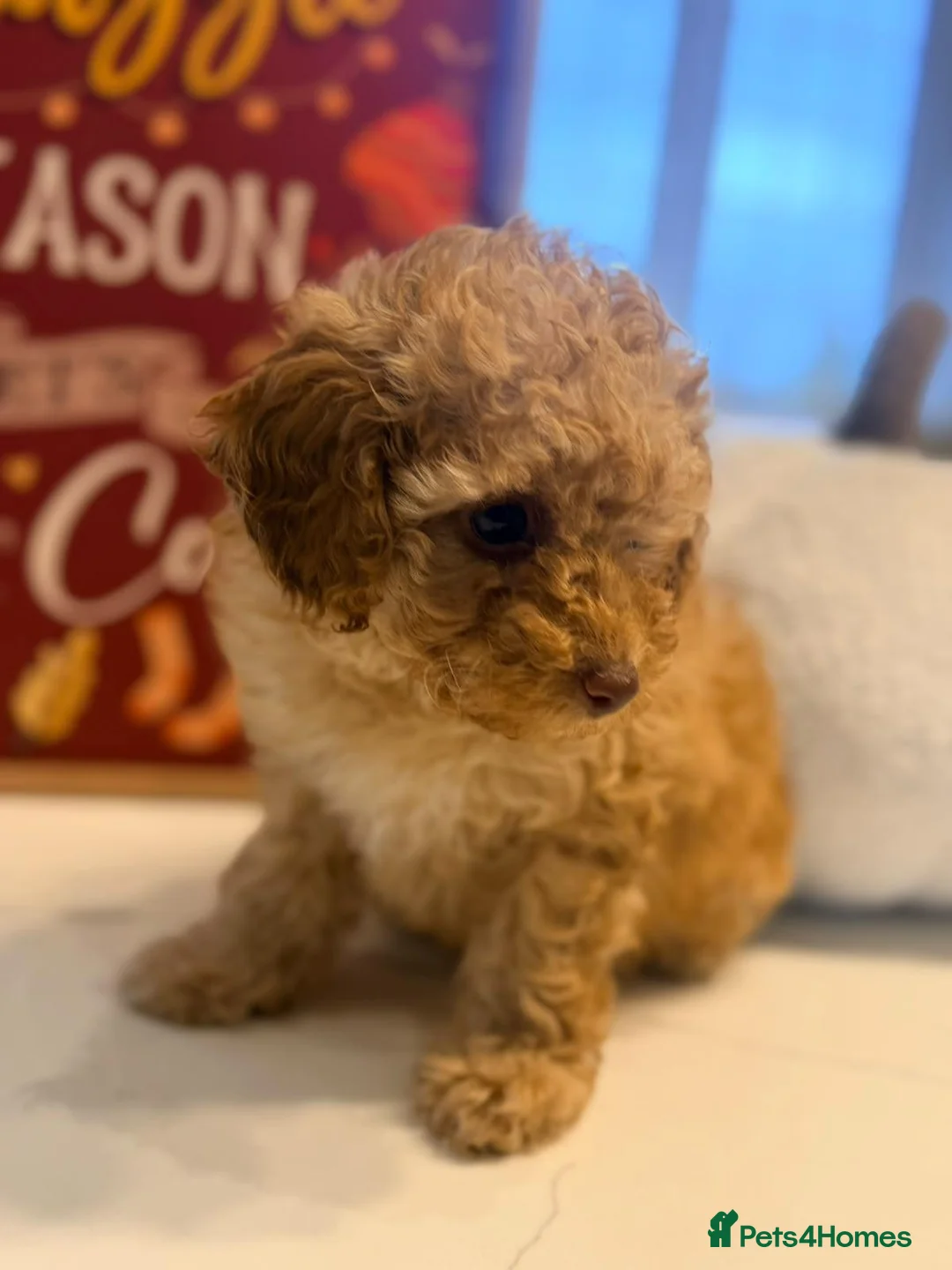 Toy Poodle dogs for sale: KC Registered Beautiful Toy Poodle Puppies - Advert 16