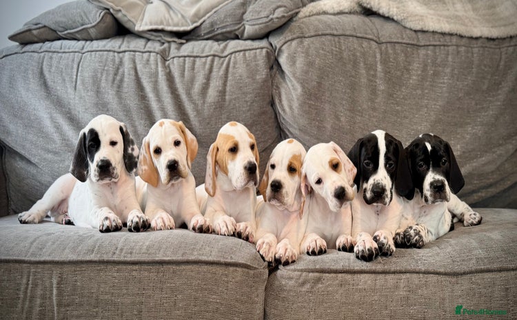 Pointer dogs - Advert 2