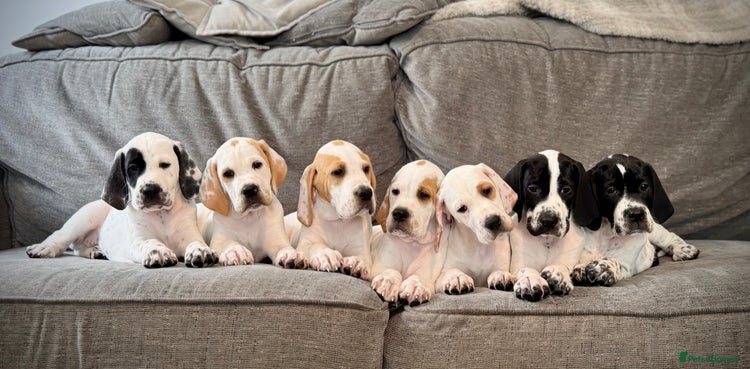 Pointer dogs - Advert 1