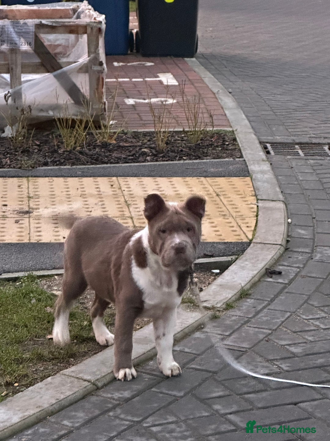 Mixed Breed dogs for sale: Miniature bulldog crust chowpei - Advert 3