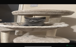 British Shorthair cats for sale: Gccf BSH male - Image 6