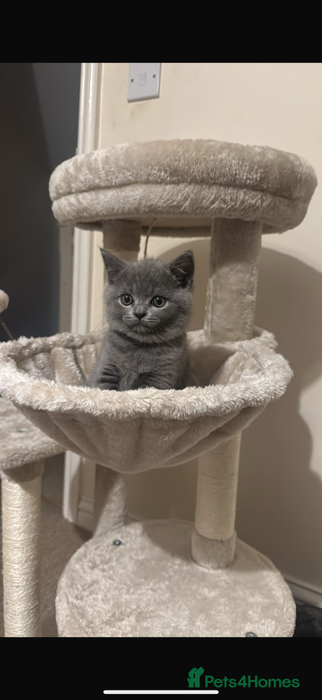 British Shorthair cats for sale: Gccf BSH male - Image 6