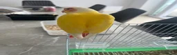 Conures birds for sale: Hand-Reared Baby Conures, Quakers & ringnecks - Advert 6