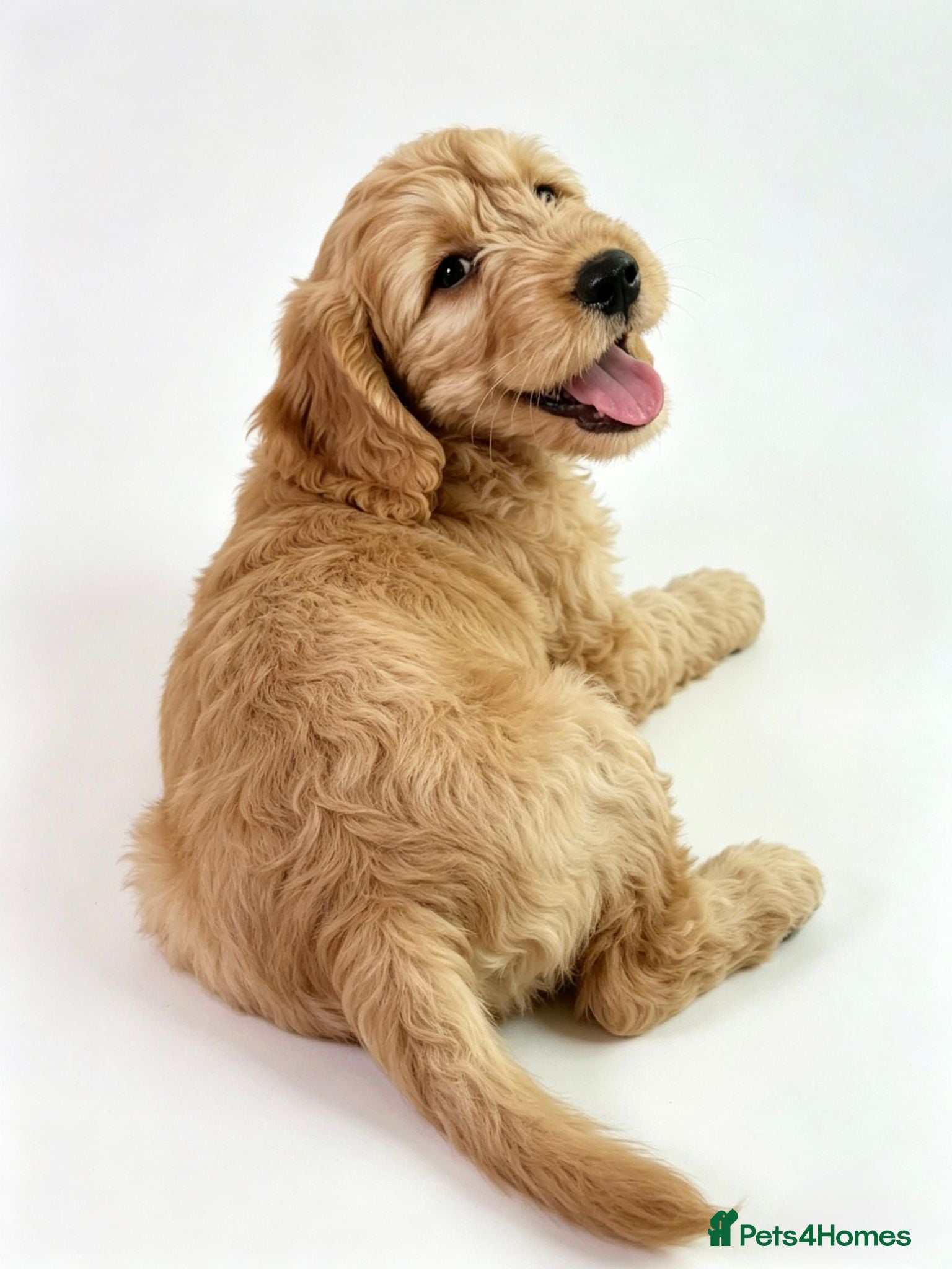 Mini Goldendoodle dogs Ready to leave - 5* BREEDER & POLICE DOG TRAINER - Advert 18