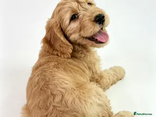 Mini Goldendoodle dogs Ready to leave - 5* BREEDER & POLICE DOG TRAINER - Advert 11