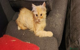 Maine Coon cats for sale: Pure Pedigree Maine Coon kittens  - Image 5