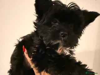 Yorkshire Terrier dogs 🐶🐶 Yorkshire Terrier puppy ready to rehome 🐶🐶 - Advert 17