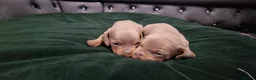 Dachshund dogs for sale: Miniature dachshund puppies ONLY 1 LEFT. - Advert 8