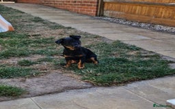 Mixed Breed dogs for sale: Dottie  - Image 7