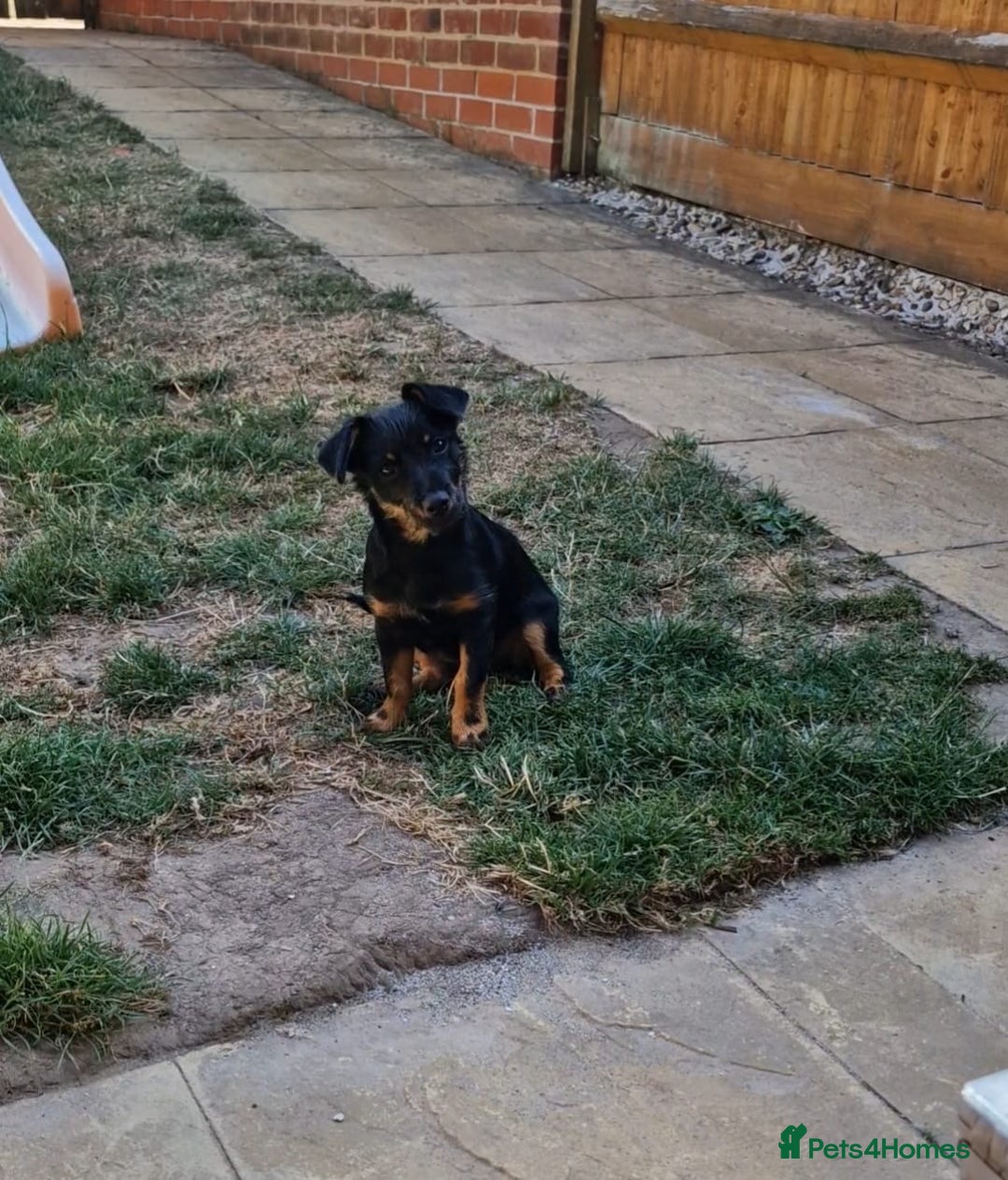 Mixed Breed dogs for sale: Dottie  - Image 7