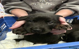 Mixed Breed dogs for sale: German shepherd x Working Labrador puppies  - Advert 22