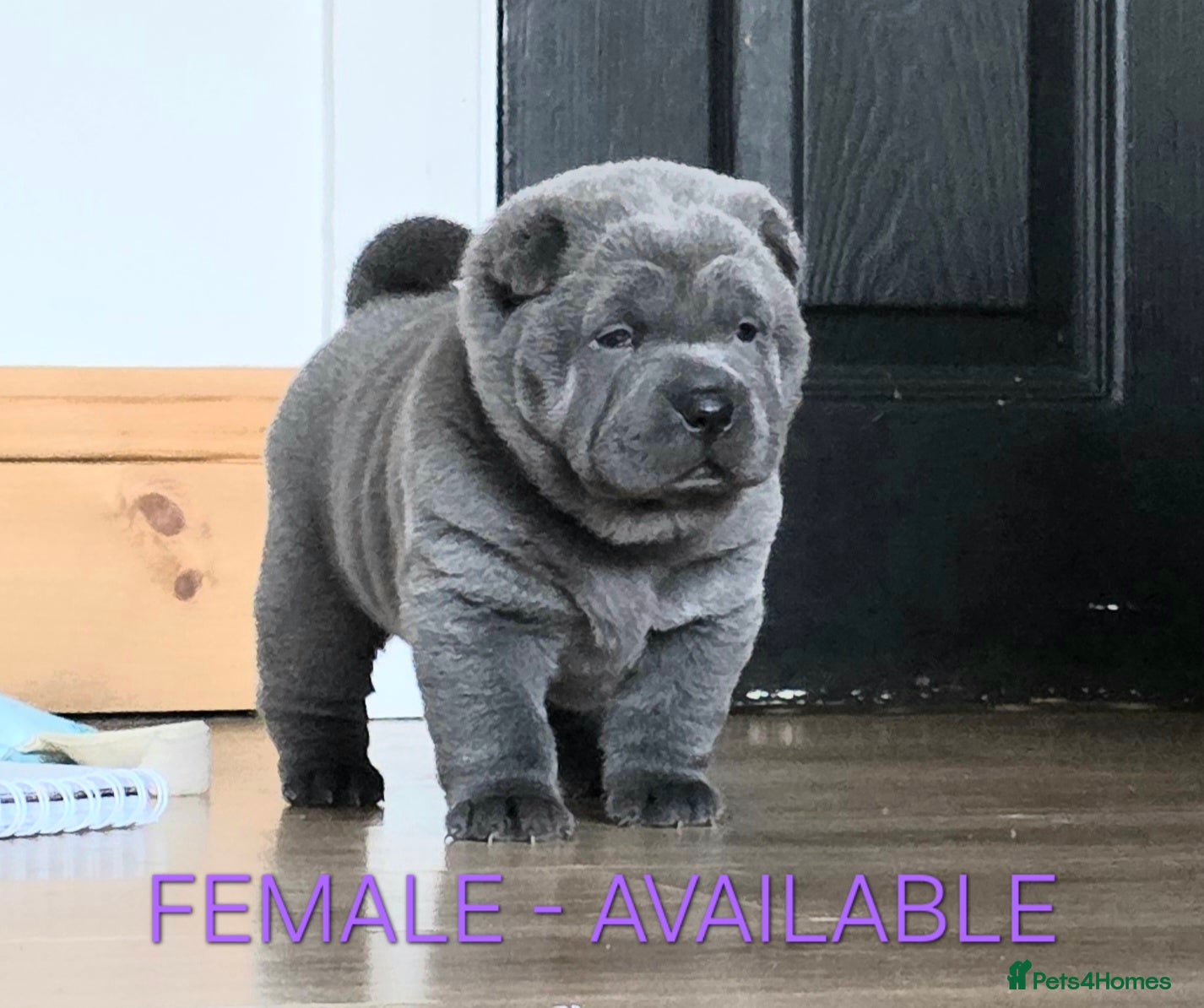 Mixed Breed dogs ChowPei Pups - Advert 12