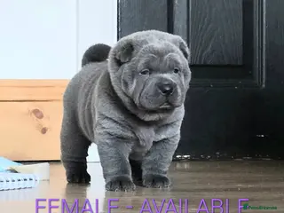 Mixed Breed dogs ChowPei Pups - Advert 14