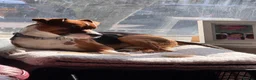 Patterjack dogs for sale: 1 year old patterjack in Darlington - Advert 3