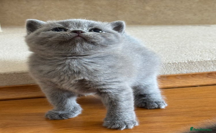 British Shorthair cats - Advert 10
