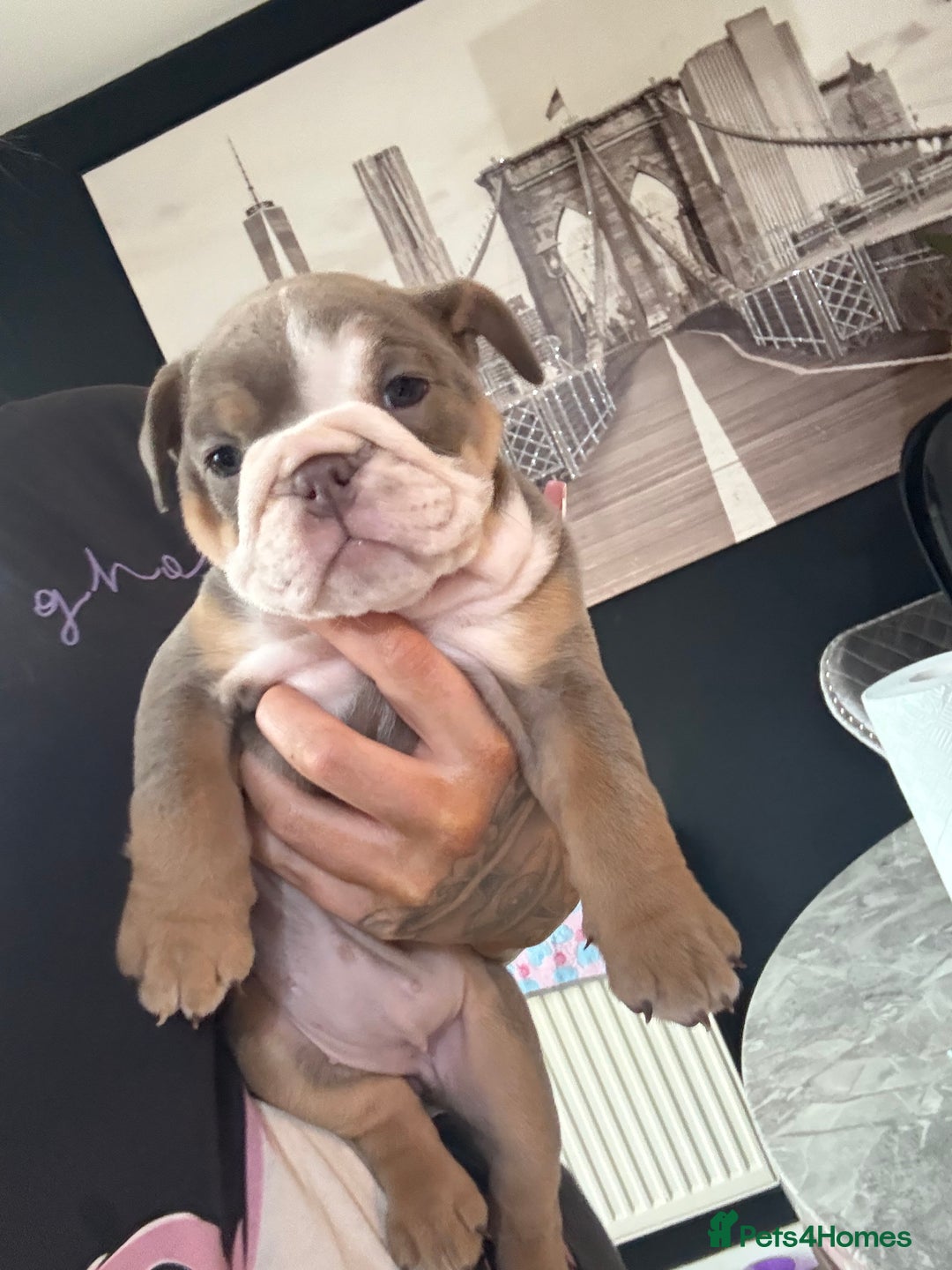 English Bulldog dogs for sale: 💕 Coco 💕 - Advert 4