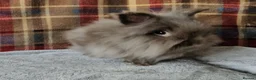Lionhead rabbits for sale: Beautiful double mane lionhead  - Advert 3