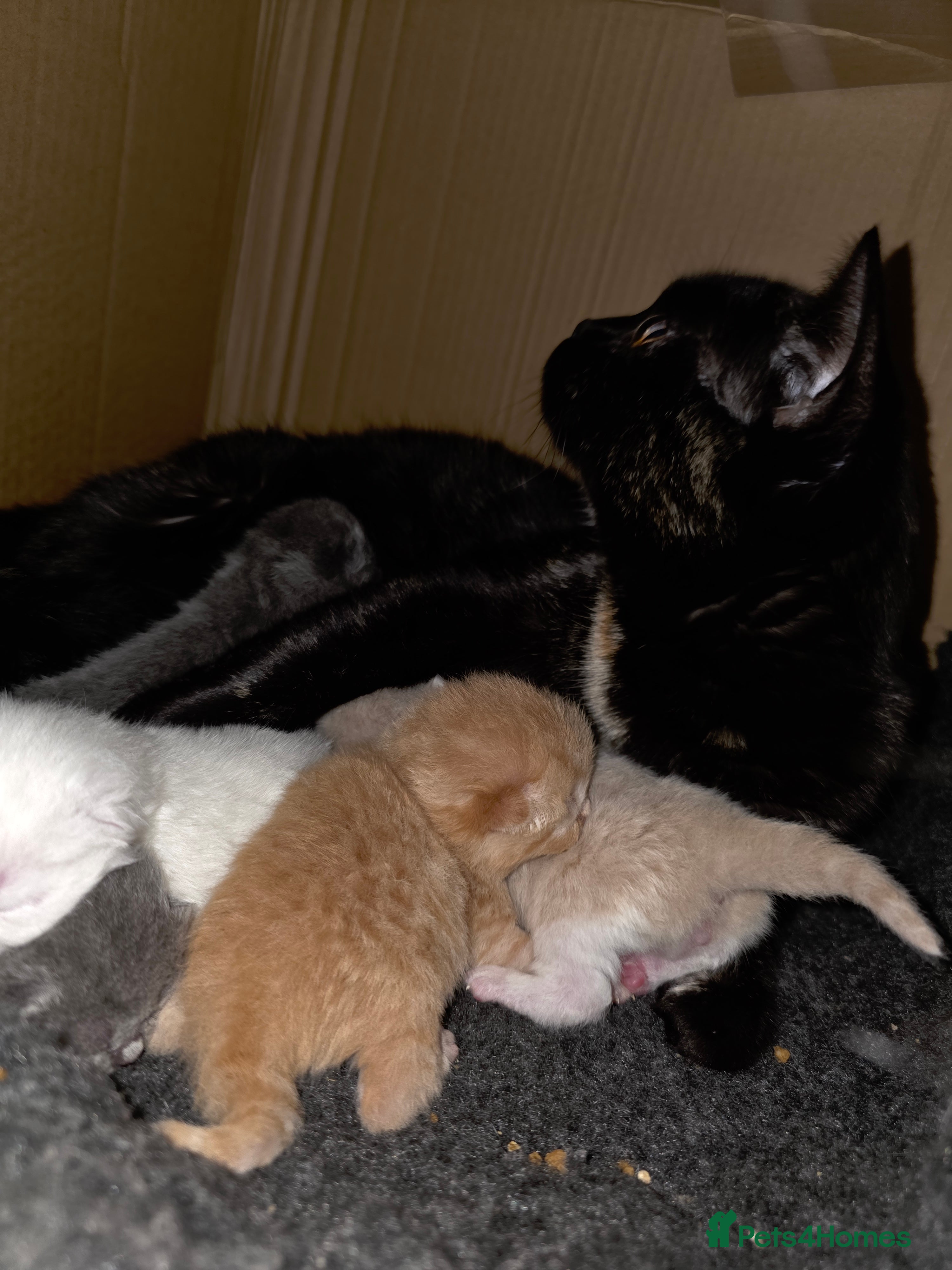 British Shorthair cats Beautiful unusual Pure British shorthair kittens - Advert 1