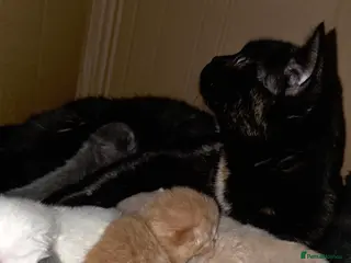 British Shorthair cats Beautiful unusual Pure British shorthair kittens - Advert 1