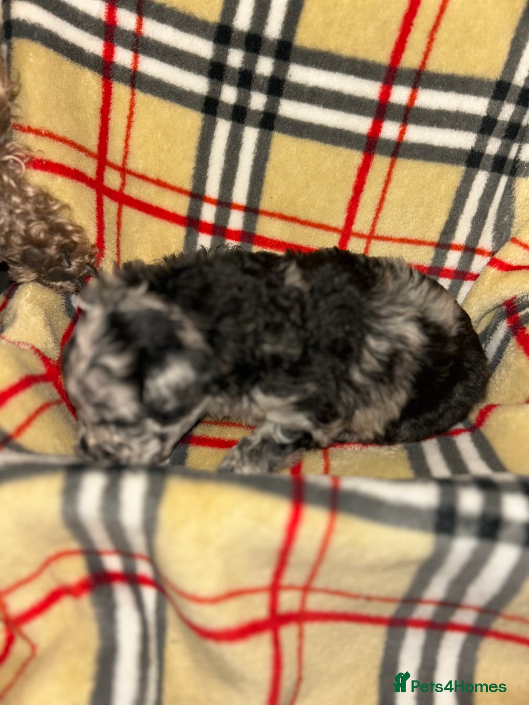 Mixed Breed dogs for sale: Fb1 bedipoo merl  - Image 6