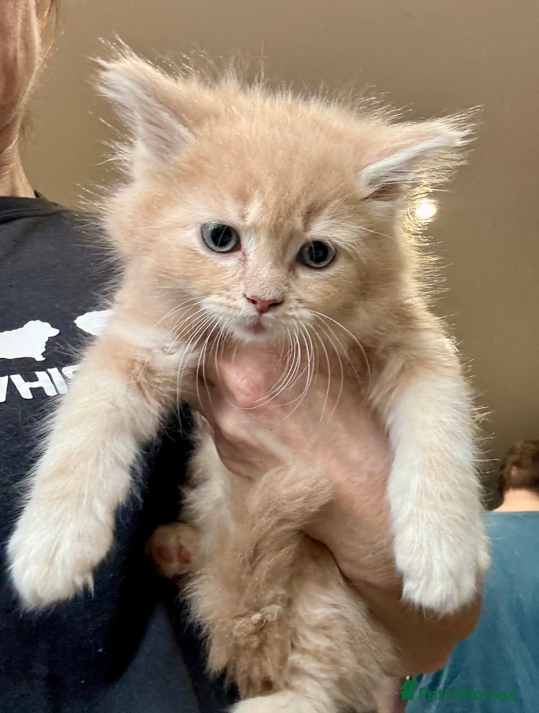 Mixed Breed cats for sale: Maine coon cross persian beatiful kittens  - Advert 4