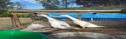 Ducks poultry for sale: Two Indian runner duck females - Advert 5