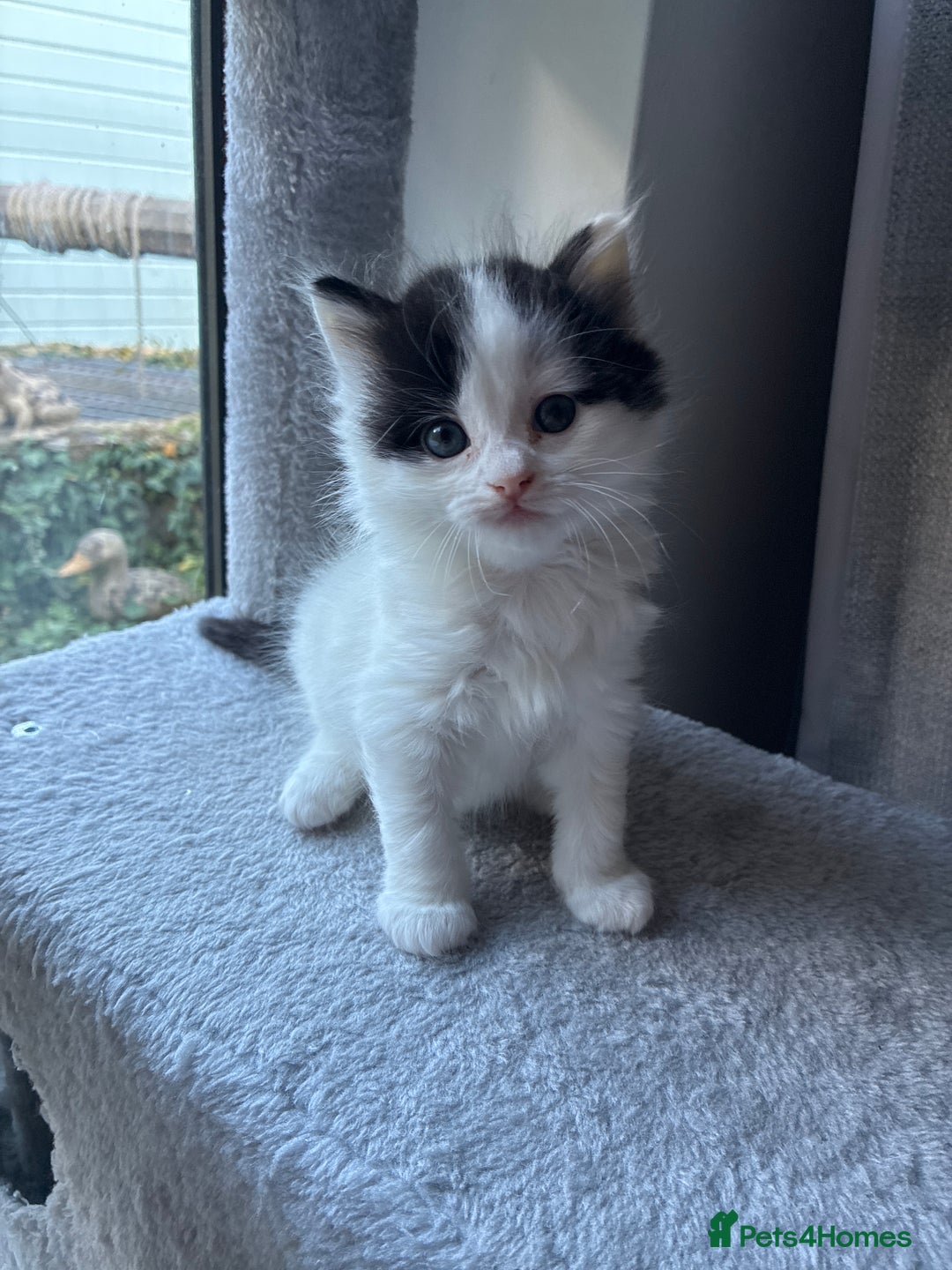 Ragdoll cats for sale: Ragdoll cross Two Female adorable kittens  - Image 10