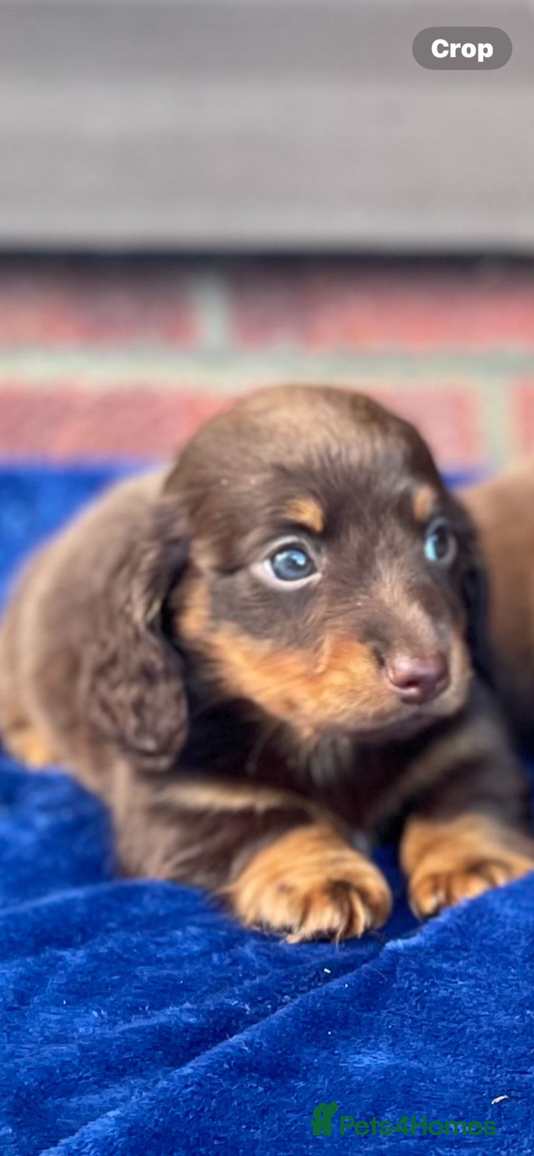 Miniature Dachshund dogs for sale: Long haired miniature Dashshund puppies  - Image 26