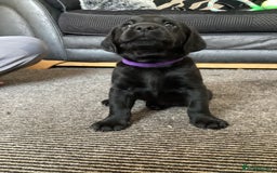 Labrador Retriever dogs for sale: KC Black Labrador Puppies - Image 16